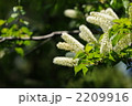 新緑の花　～ウワミズザクラ～