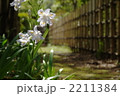 4月　シャガ・アヤメ科05