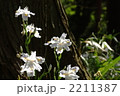 4月　シャガ・アヤメ科08