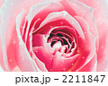 薔薇