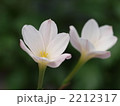 ゼフィランサス・エリザの花