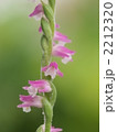 ネジバナの花