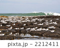 海鳥の大群