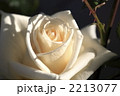 日差しを浴びた白薔薇