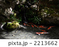 池を泳ぐ錦鯉