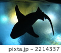 美ら海水族館