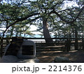 三保の松原・羽衣の松（二代目）