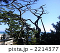 三保の松原・羽衣の松
