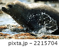 ゴマフアザラシ