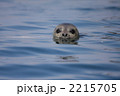 ゴマフアザラシ