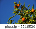 cumquats