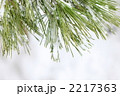 雪松