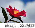 山茶花と青空