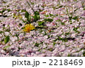 桜の花びらとタンポポ