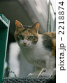 猫2