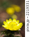 フクジュソウ（20060505-053）