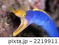 2219911