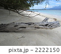 ギリ島ビーチの流木