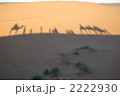 アラビアンシャドー