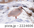 トキ 2224606