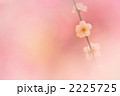 ウメ 08 