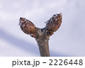 蕾に付く粉雪（20050213_017）