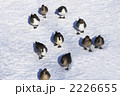 鴨の行進