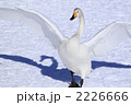 羽ばたく白鳥