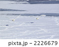 飛来する白鳥
