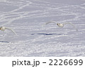 飛来する白鳥