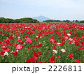 ポピー畑