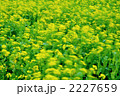 菜の花畑に風が吹く