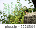 夏のまぶしさ