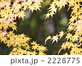 もみじ