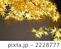 もみじ