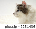 長毛猫