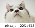 長毛猫顔アップ