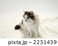 長毛猫
