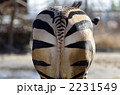 シマウマの尻