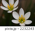 タマスダレの花