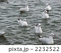 湖面に漂う