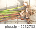 掘り起こしたグラジオラスの球根