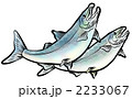 産卵する鮭