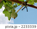 千成瓢箪と青空