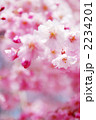 かわいい枝垂れ桜