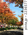 新潟市の街路樹の紅葉