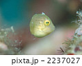 アオサハギ