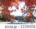 伊勢神宮（内宮）の紅葉