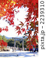 伊勢神宮（内宮）の紅葉