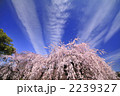 青空と満開の枝垂れ桜